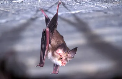 Мастер-класс Летучая мышь из Бисера/Tutorial beads bat - YouTube
