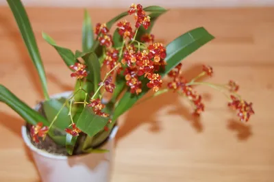 Мини-орхидеи: виды и тонкости выращивания дома | В цветнике (Огород.ru)