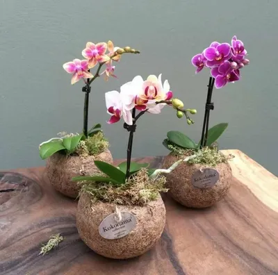 Мини-орхидеи: виды и тонкости выращивания дома | В цветнике (Огород.ru)