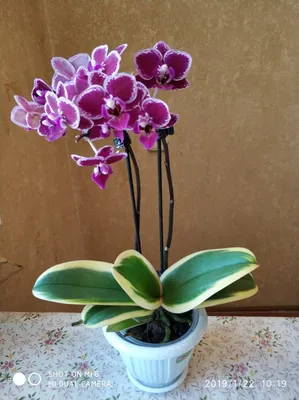 Орхидея Фаленопсис мини 2 рр mix tiny dolls 6/20 - Купить недорого мини  орхидеи в горшке и стекле с доставкой по Москве