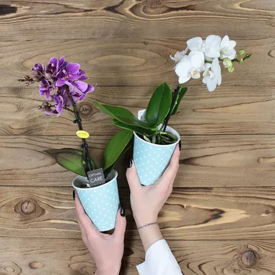 🌿 Орхидея Фаленопсис Мини 🌿 растения для дома и офиса