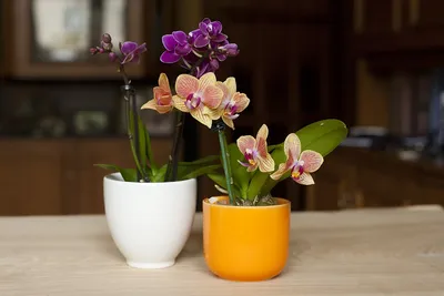 Орхидея Фаленопсис мини фиолетовая D5 купить в Москве