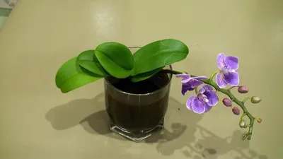 Орхидея фаленопсис \"мини\" купить по цене 1450 рублей с доставкой по Иркутску