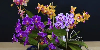 Орхидея Phalaenopsis (Фаленопсис) мини 30-9 - купить в Минске с доставкой,  цена и фото в интернет-магазине Cvetok.by