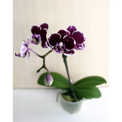 Мини орхидея Фаленопсис: правильный уход за цветком в домашних условиях
