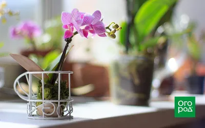 Топ-6 Мини Орхидей для небольшого помещения | Всё об Орхидеях
