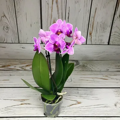 Орхидея Фаленопсис мини (керамика) 6/20 - Купить недорого мини орхидеи в  горшке и стекле с доставкой по Москве
