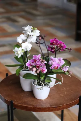Орхидея фаленопсис мини микс. Phalaenopsis. Маленькая орхидея фаленопсис.  Купить мини орхидею фаленопсис в Киеве.