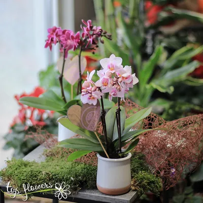 Орхидея Фаленопсис микро ø6 h20 см Центр букетов по цене 933 ₽/шт. купить в  Москве в интернет-магазине Леруа Мерлен