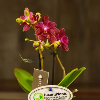 Купить мини-орхидею на подарок. Мини орхидеи Киев