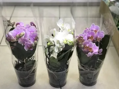 Маленькие орхидеи на шпильках с натуральным жемчугом – купить в  интернет-магазине HobbyPortal.ru с доставкой