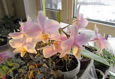 Орхидея (Фаленопсис) купить в Минске с доставкой | Cactus.by