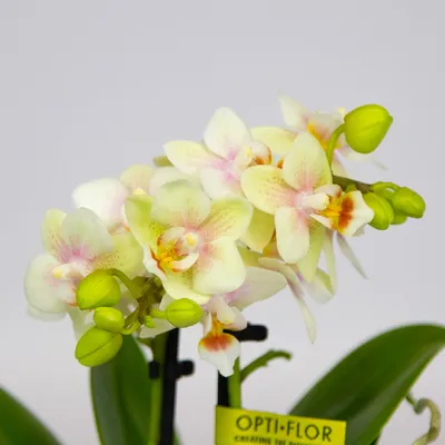 Орхидея Фаленопсис мини полосатая D9 в интернет магазине Черная Орхидея. И  всё что нужно для орхидей: кашпо, удобрения, грунты.