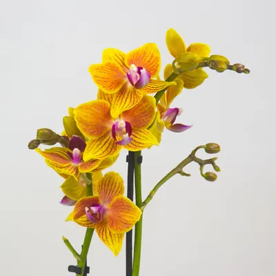 Orchid Phalaenopsis | MINI | Top Flowers.com