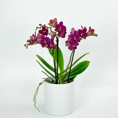 Орхидея фаленопсис мини купить в Москве