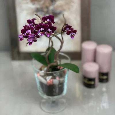 Орхидея мини купить с доставкой