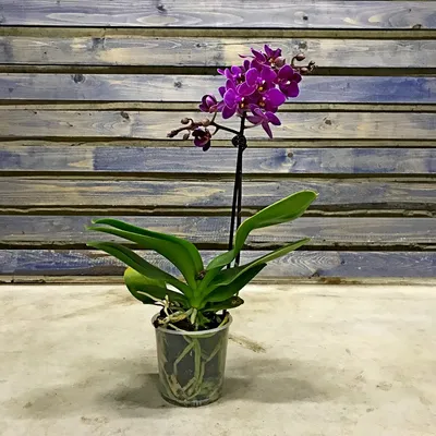 Стоит ли покупать орхидеи-мини? | Олесечкины сказки | Дзен