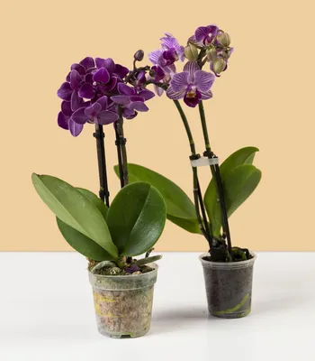 Орхидея Фаленопсис мини купить в интернет-магазине