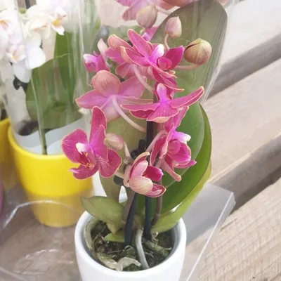 Мини-орхидеи: уход и пересадка - YouTube
