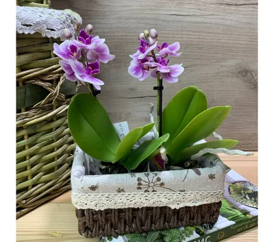 Орхидея фаленопсис мини в ассортименте в интернет магазине Украфлора