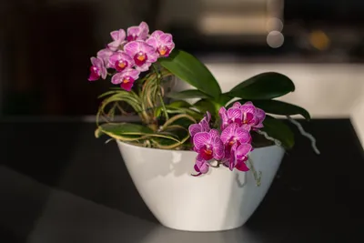 Маленькая орхидея - Beatričės Gėlių Namai