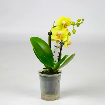 Орхидея Фаленопсис Мини Темно-Фиолетовая D9 купить в Москве