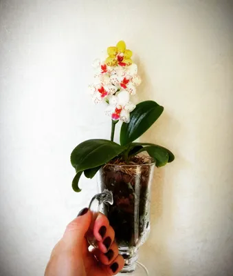 онсиевые маленькие панда-орхидеи. Стоковое Фото - изображение насчитывающей  весна, еда: 267905592