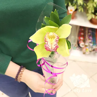 Орхидея фаленопсис (мини) купить в Минске, закажи, а мы доставим.