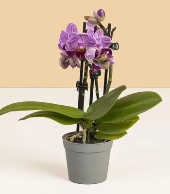 Орхидея Фаленопсис мини арт. 036 | Купить в Минске