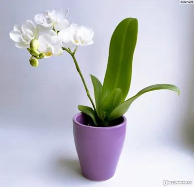 Листья Орхидеи маленькие