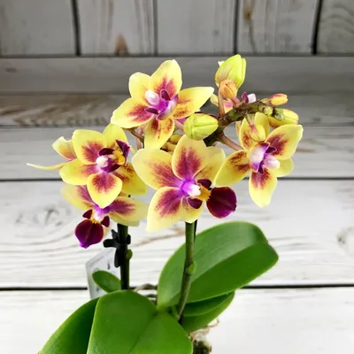 Орхидея Phal. Mini Mark 1,7 - купить, доставка Украина