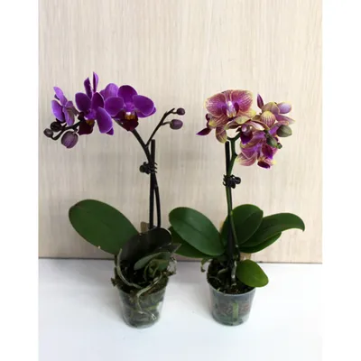Новинка 😍 орхидея #мокара «Калипсо» как маленькие орхидеи Ванды , мы  влюблены 👌💜 | Instagram