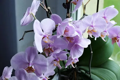 Маленькие цветы в миниатюре орхидеи близки. Стоковое Фото - изображение  насчитывающей сад, курчаво: 170320102