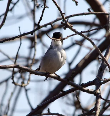 городские птицы | Wild Nature Photo