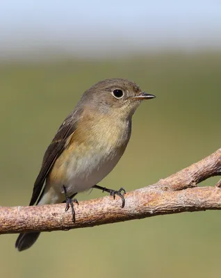 Самые маленькие птицы в мире. | 3 Факта | Дзен