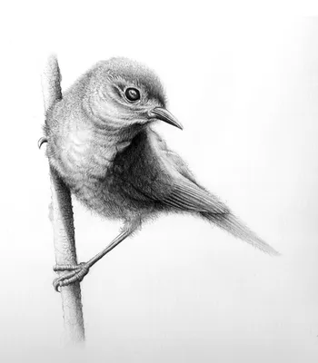 Самые маленькие птицы в мире: рейтинг самых крошечных птиц с названиями,  описанием и фотографиями
