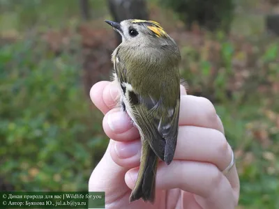 Самая маленькая птица в мире - 73 фото