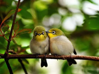 Маленькие птицы стоковое фото. изображение насчитывающей напольно - 4215090