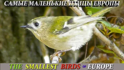 Мелкие птицы подмосковья - 55 фото