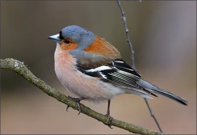 Мелкие птицы Подмосковья (27 фото) | Птицы, Зяблик, Сойки