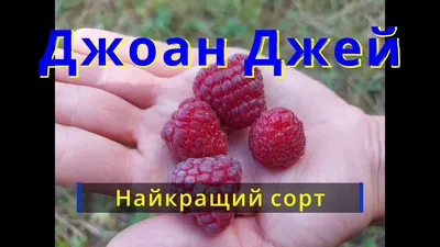 Varieties of raspberries. Raspberry Joan J - YouTube