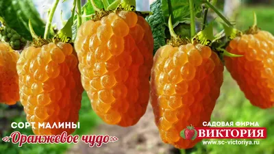 Купить Саженцы (кусты) ремонтантной малины Химбо-Топ (Himbo-Top) -  крупноплодная, урожайная, неприхотливая оптом/розница