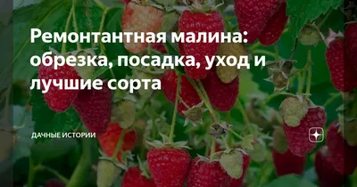 Лучшие ремонтантные сорта малины: описание, фото, цена.