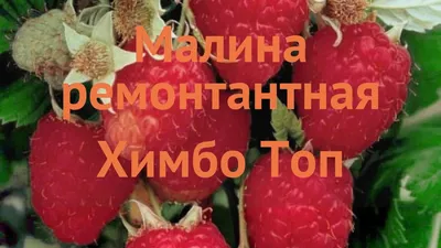 Ремонтантная малина: обрезка, посадка, уход и лучшие сорта | Дачные истории  | Дзен