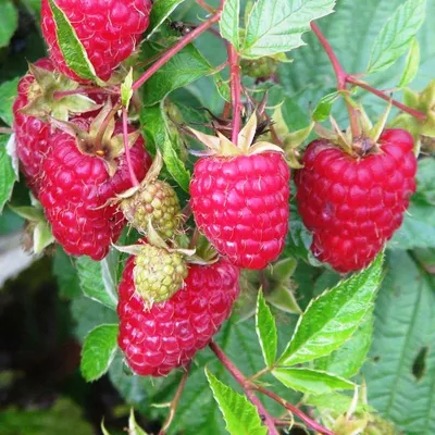 Малина (Rubus)