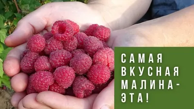 Малина Новость Кузьмина: продажа, цена в Винницкой области. Семена, саженцы  и рассада плодово-ягодных культур от \"Интернет-магазин садовода Наша дача\"  - 969492982