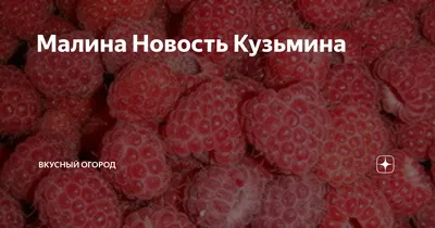 Нестареющая Новость Кузьмина и другие. Сорта, с которыми без малины не  останешься | Дачные заметки пенсионера | Дзен