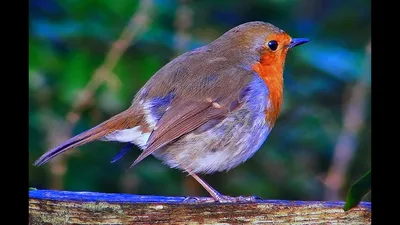 Голоса птиц Как поёт Малиновка {Зарянка} (Erithacus rubecula) - YouTube