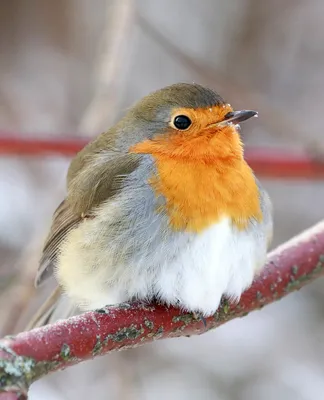 Птичка робин или малиновка, как называют её в России — символ Рождества в  Ирландии
