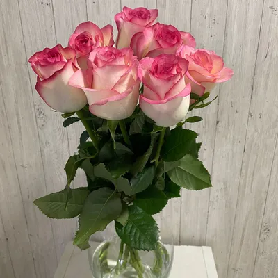 Малиновые розы фото фото